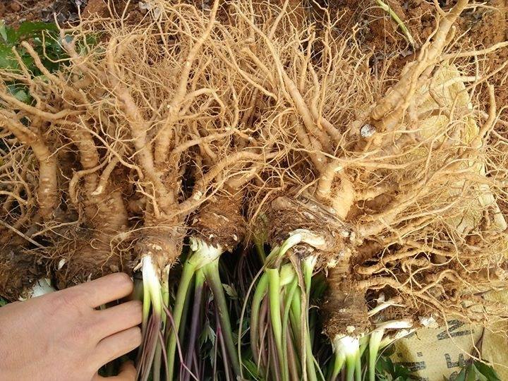 Rể sâm đương quy có tác dụng to lớn đối với sức khỏe con người